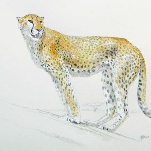 Cheetah Lookout