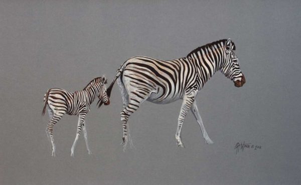 Zebra And Foal